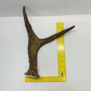 Naturally Shed Wild Moose Antler Horn Knife Carving Dog Chew Taxidermy Craft DIY